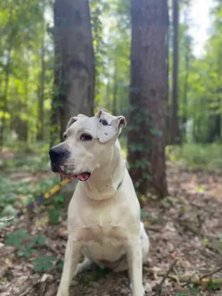 Bea