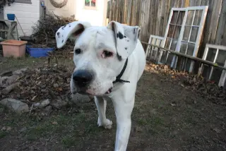 Bea