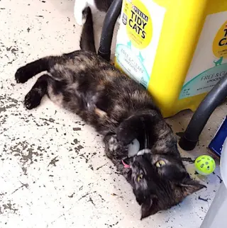 Tortellini