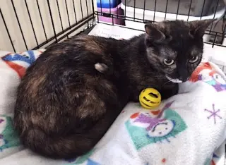 Tortellini