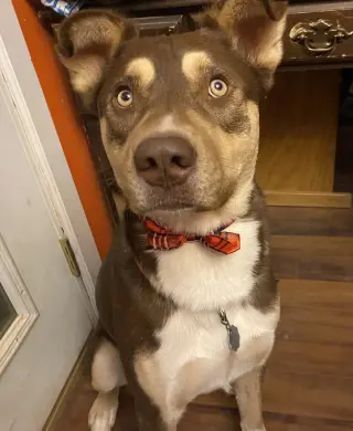 Mowgli