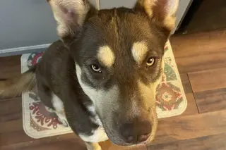 Mowgli