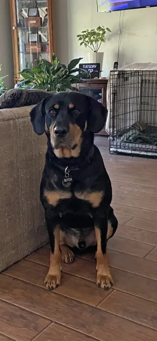 Butch