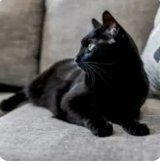Halle Berry ~BONDED WITH  ADELE~ Shop Cats