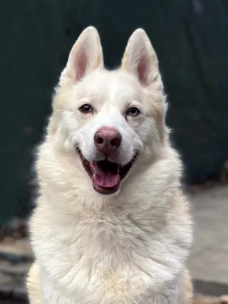Maverick