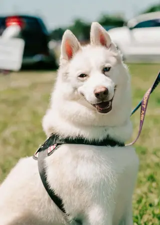 Maverick