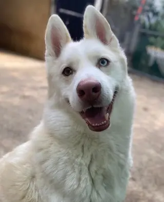 Maverick