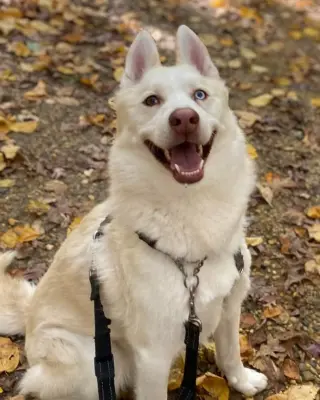 Maverick