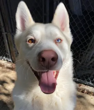 Maverick