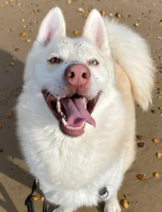 Maverick