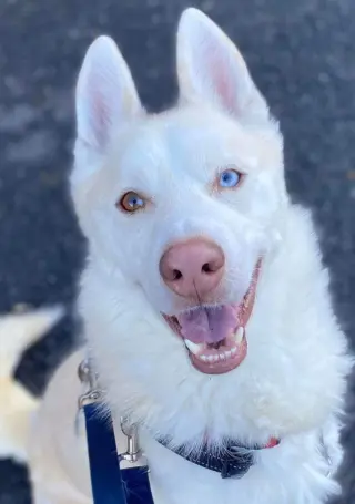Maverick