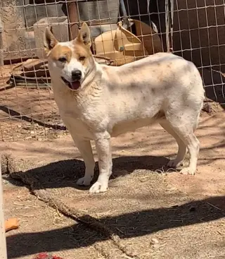 Ollie