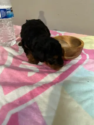 🐶 PERRITOS EN VENTA 🐶