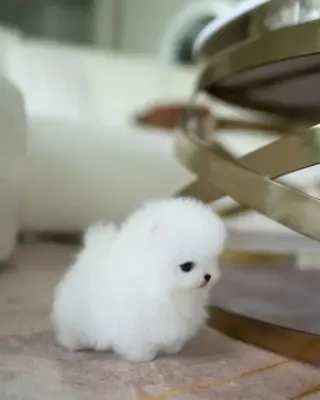 French bulldog and Pomeranian