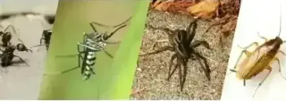 PIÑAS PEST CONTROL🦟🐀🐛