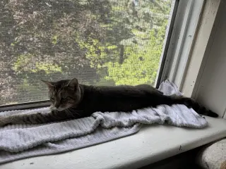 Moe