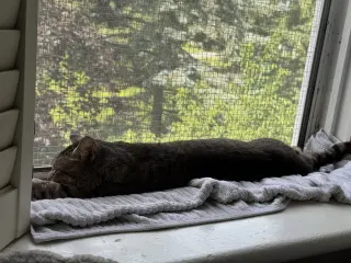 Moe