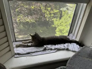 Moe