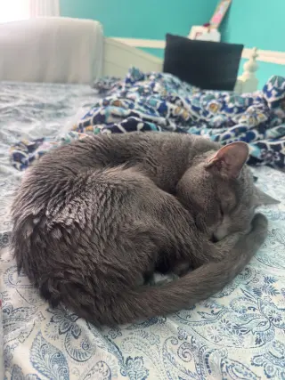 Indigo