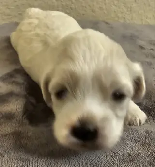Tater