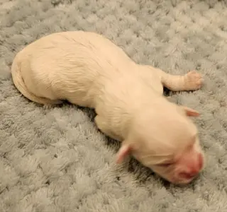 Tater