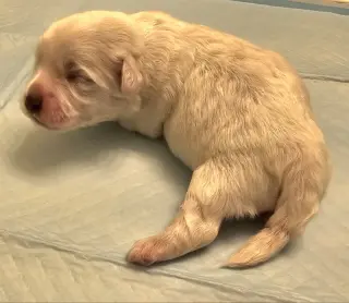 Tater