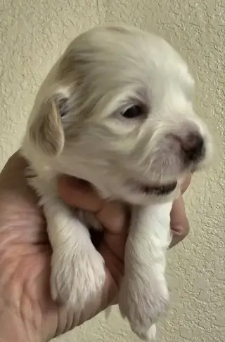Tater