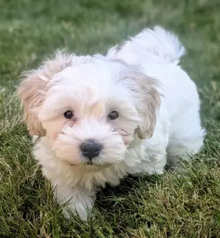 Tatum
