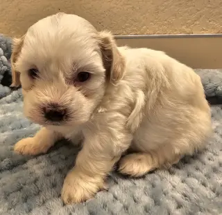 Tatum