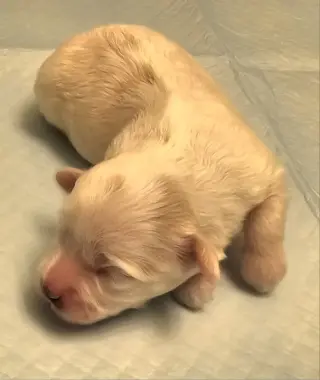Tatum