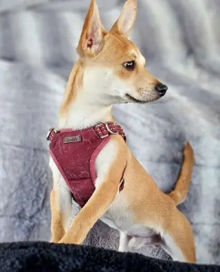 Peanut