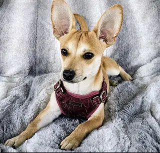 Peanut