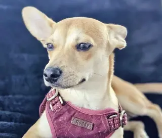 Peanut