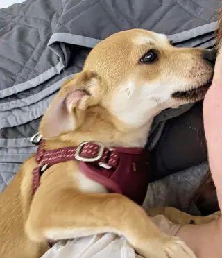 Peanut