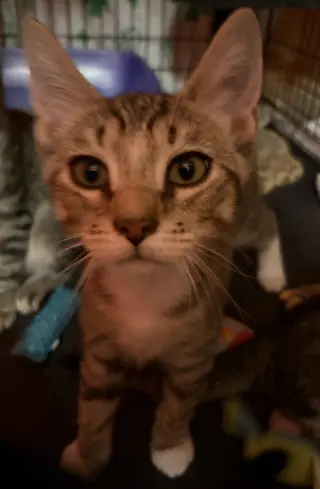 Enzo