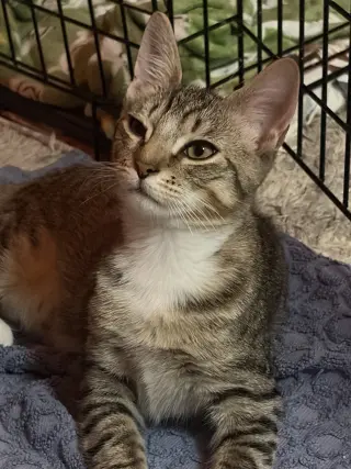 Enzo