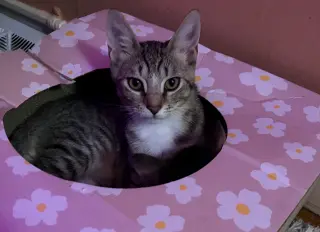 Enzo