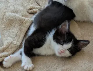 Flopsy