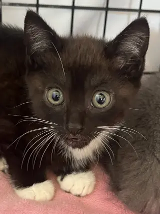 Mocha Nagle (and Puma)