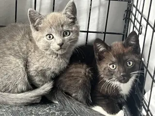 Mocha Nagle (and Puma)