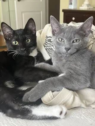 Puma Nagle (and Cheetah aka Mocha Nagle)
