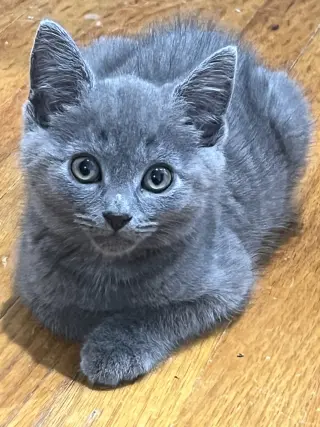 Puma Nagle (and Cheetah aka Mocha Nagle)