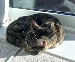 Tuna