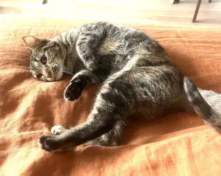 Tuna