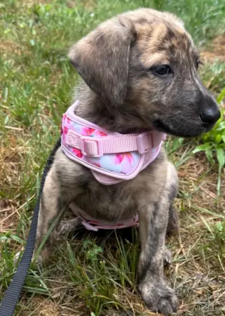 Alaska