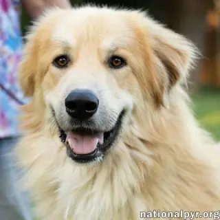 Walker in CT - Playful & Affectionate!
