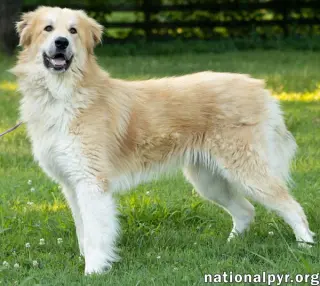 Walker in CT - Playful & Affectionate!