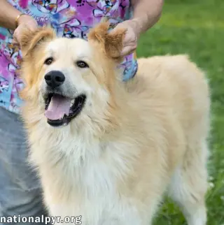 Walker in CT - Playful & Affectionate!