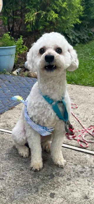 Benji