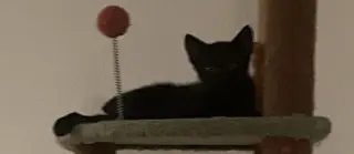 Kix
